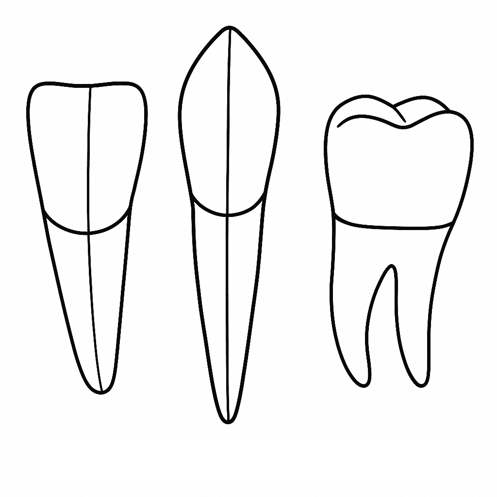 Tipi di denti da colorare